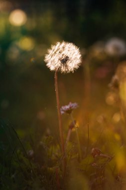 Karahindiba doğal afiş, doğal arka plan