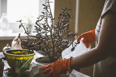 Ev bitkileri nakli süreci, ev konforu