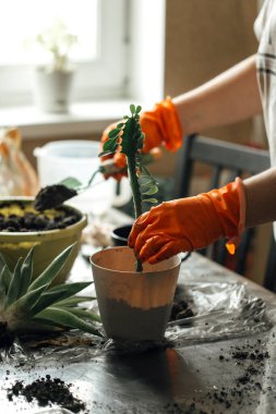 Ev bitkileri nakli süreci, ev konforu