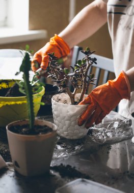 Ev bitkileri nakli süreci, ev konforu