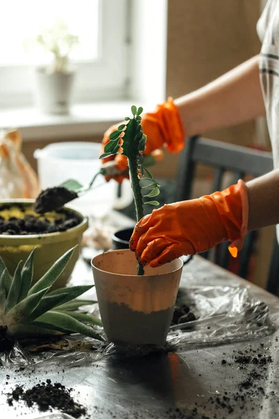 Ev bitkileri nakli süreci, ev konforu