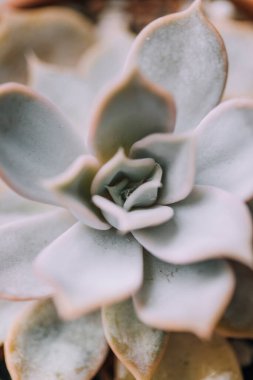 Yeşil sulu bitkinin yakın görüntüsü