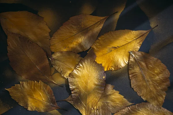 Hojas Otoño Sobre Fondo Oscuro —  Fotos de Stock