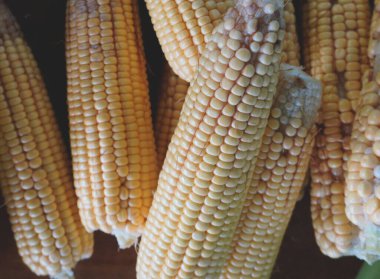 Koçanda taze organik sarı mısır. Organik ve sağlıklı yiyecekler..