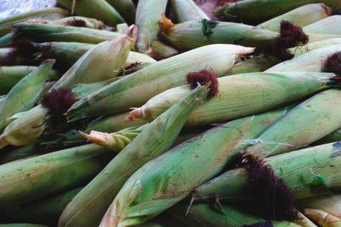 Koçanda taze sarı mısır. Yerel organik pazarda sağlıklı yiyecekler..