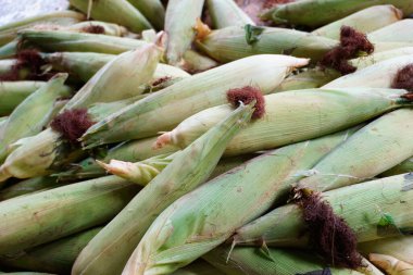 Koçanda taze sarı mısır. Yerel organik pazarda sağlıklı yiyecekler..