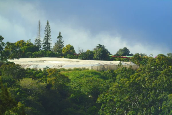 Uzakta bitki ve sebze yetiştirmek için büyük bir serayı çevreleyen yaz manzarası
