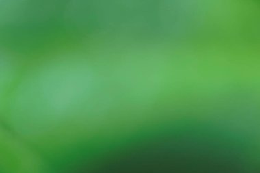yeşil bulanık doğa Bokeh soyut arkaplan