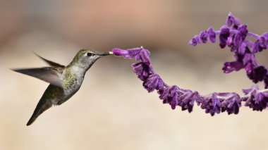 Annas sinek kuşu besleme