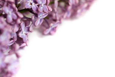 Mor leylak (şırınga vulgaris) çiçeklerinin yakın plan arkaplanı, metin için boşluk.