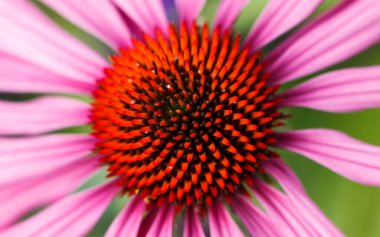 Şifalı özellikleri için uzun ömürlü bir bitki olan coneflower 'ın (Echinacea) parlak ve canlı kırmızı merkezine yakın çekim.