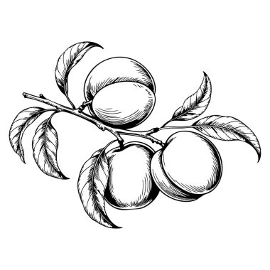 Branch of plum tree with fruit vintage line drawing engraving vector illustration sketch style botanical artwork nature retro plant fruit design concept
