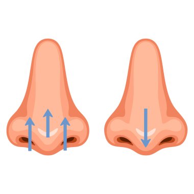 Breathing exercise of nose deep exhale and inhale nasal breath respiratory cycle healthy yoga and relaxation wellness and mindfulness vector illustration