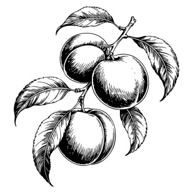 Plum tree branch with fruit vintage engraving line drawing vector illustration botanical sketch style representing nature retro and organic concept design