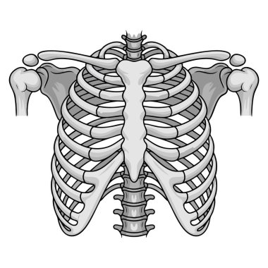 Tıbbi, anatomi, bilim, eğitim veya sağlık temalı yaratıcı projeler için uygun beyaz arkaplan vektör çizimleri üzerinde insan göğüs kafesi çizimi