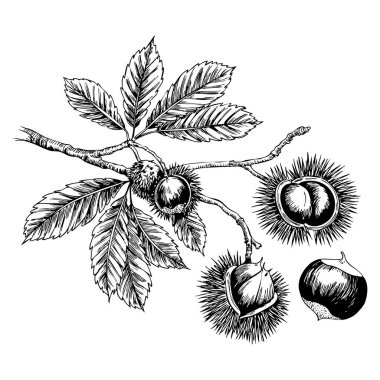 Kestane çizimi vektör çizimleri beyaz arkaplanda, dal ve meyve botanik çizim vektörü çizimi çizimi çizimleri botanik resim paketleme veya tasarım için mükemmel
