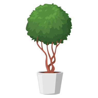 Beyaz tencere vektör illüstrasyonlu Evergreen kapalı kutu ağacı ev bitkisi ofis dekorasyonu iç dekorasyon ve ev dekorasyonu temaları için ideal