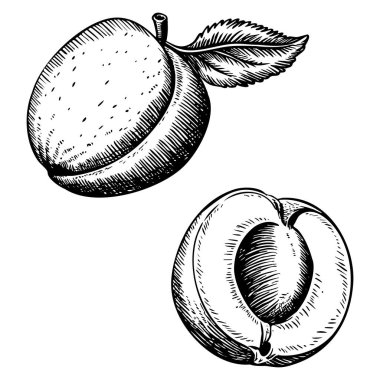 El çizimi kayısı vektörü çizimi, vejetaryen yiyecekler, organik ürünler, menü tasarımı, restoran broşürü, çiftçi pazarı ve afiş için beyaz ideale izole edilmiş.