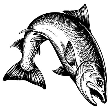 El çizimi zıplayan somon balığı vektör çizimi deniz ürünleri pazarı ürünü, vahşi yaşam ve doğal sağlıklı tasarım projeleri için mükemmel.