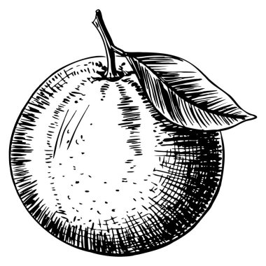 El çizimi portakallı meyve çizimi, beyaz arka planda izole edilmiş. Vegan ürünler için ideal broşürler, pankartlar, restoran menüleri. Çiftçi pazarı ve organik gıda tasarımları.