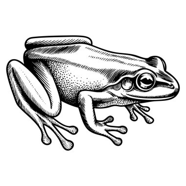 El çizimi kurbağa vektör çizimi kurbağa ya da amfibi doğa eğitimi ya da bilimsel yaratıcı sanat kavramları için uygundur.