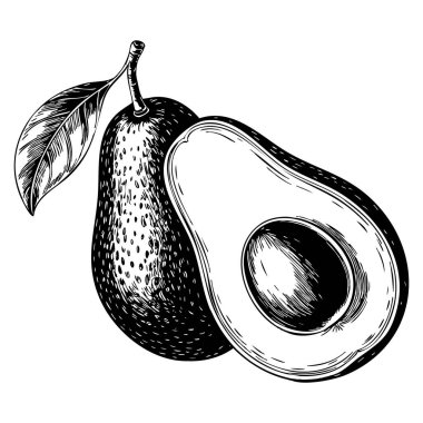 Elle çizilmiş avokado çizimi organik, sağlıklı yiyecekler, vejetaryen tarif tasarımı, mutfak dekorasyonu ve yaşam tarzı sanat çalışmaları için beyaz ideale izole edilmiş.