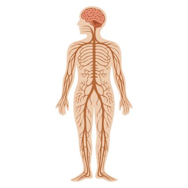 İnsan bedeni anatomisi sinir sisteminin bembeyaz arka planda izole edilmiş anatomi vektör çizimi eğitim sağlığı biyolojisi tıp çalışmaları yaratıcı tasarımları için uygundur