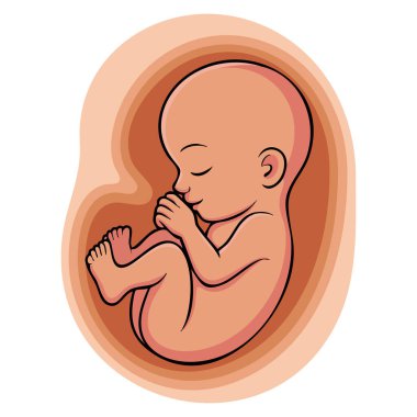 Embriyo gelişiminin dokuz aylık evresinde insan fetüsü tıbbi ve eğitici tasarımlar için ideal beyaz arka planda izole edilmiş.