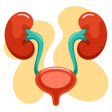 İnsan böbreği ve mesane sistemi çizimi anatomik tıbbi tasarım sağlık eğitimi biyoloji çalışması veya bilimsel diyagram çizimi için mükemmel.