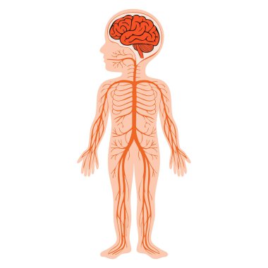 İnsan vücudu vektör illüstrasyonunun insan sinir sistemi anatomisi beyaz arka planda izole edildi. Eğitim için mükemmel biyoloji, sağlık ve tıbbi çalışma tasarımları.