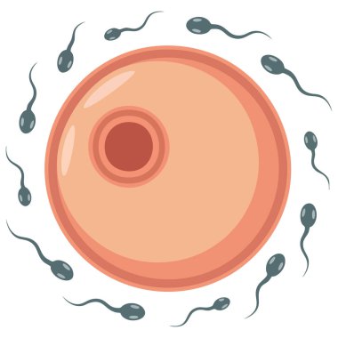 Suni döllenme illüstrasyonunda suni döllenme ve yumurta hücresine sperm enjekte etme destekli üreme tedavisi konsepti gösterilir.