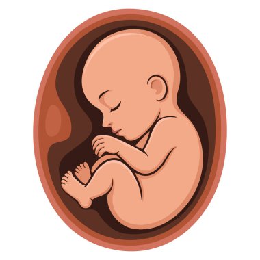 Ana rahmindeki dokuz aylık insan fetüsü, embriyo geliştirme aşamasının sağlık, tıp eğitimi ve anatomiyle ilgili tasarımlar için ideal olduğunu gösteriyor.