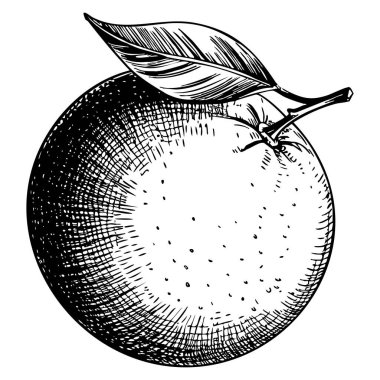 Turuncu el çizimi beyaz arka planda izole edilmiş meyveler vegan ürünler için mükemmel broşürler, pankartlar, restoran menüleri çiftçi pazarı ve organik gıda mağazası tasarımları.