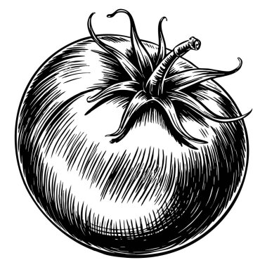 Domates sebze vektörü izole edilmiş biçim çizimi yemek taslakları, tarım pazarı ürünleri tasarımları ve organik üretim temalı sanat eserleri için mükemmel.