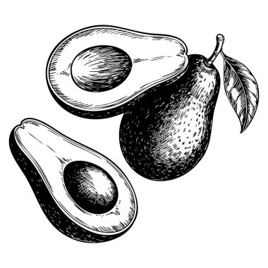 Avokado elle ilgili vektör çizimi, sağlıklı beslenme, organik ürünler, vejetaryen tasarımı ve mutfak temalı sanat eserleri için uygun beyaz arka planda izole edilmiş.