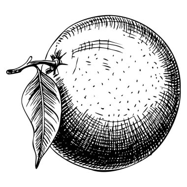 Elle çizilmiş portakal meyvelerinin vektör çizimi beyaz arka planda izole edilmiş vegan gıda ürünleri için uygun broşürler broşürler, pankartlar çiftçi pazarı ve mağazalar için.