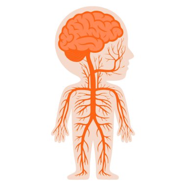 İnsan vücudunun insan sinir sistemi anatomisinin vektör çizimi beyaz arka planda izole edilmiş tıbbi eğitim sağlık çalışmaları ve biyoloji temalı sanat çalışmaları için ideal