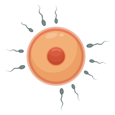 Tüp bebek suni döllenme ve döllenme, yumurta hücresine sperm enjekte etmenin üreme sağlığı için ideal olduğunu gösteriyor.