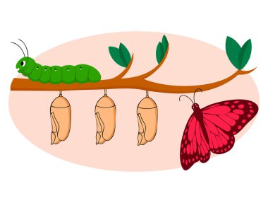 Dönüşüm metaforunu temsil eden dönüşüm kavramının vektör illüstrasyonu evrim değişim süreci ve zaman gelişimi yaratıcı fikri