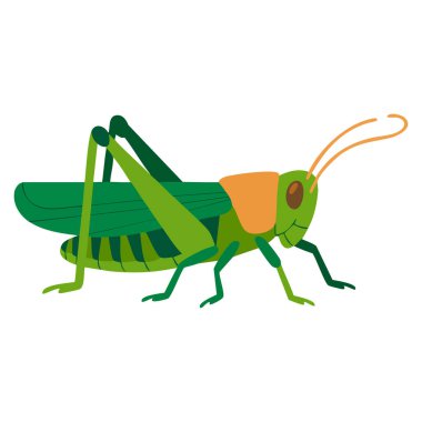 Beyaz şeffaf arkaplan üzerine kriket böceği vektör düz ikonu ekoloji doğa eğitimi ve dekoratif tasarım projeleri için uygundur