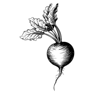 Eko gıda şalgam el çizimi, organik gıda ve botanik tasarım projeleri için uygun klasik siyah-beyaz vektör tarzıyla çizilmiş.