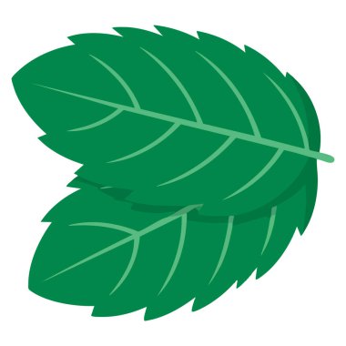 Yeşil taze nane yapraklı vektör grafikleri bitkisel yiyecek içeceği için ideal organik malzeme zenginliği ve canlandırıcı doğal tasarım temaları.