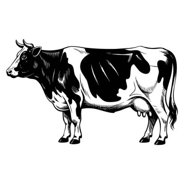 Grafik stili vektör illüstrasyonunda el çizimi inek ambalaj tasarımı tarım ürünleri tabelaları ve doğal gıda ambalajı için bir şablon olarak tasarlanmıştır.