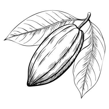 Tarım ve gıda görselleri için beyaz arka planda izole edilmiş bir şube vektör illüstrasyonuna asılarak çizilmiş olgun kakao meyveli el.