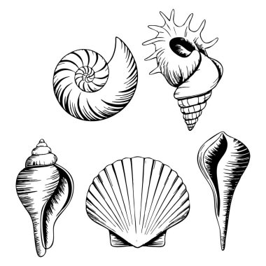 Deniz kabukları silueti ve pul, okyanus sahili dekorasyonu için ideal vektör grafikleri olarak gösterilir. Yaz markalaşması ve kıyı yaşam tarzı görselleri.