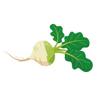 Olgun beyaz kök sebze turplarının vektör çizimleri gıda tasarımı için mükemmeldir. Tarım ambalaj ve sebze temalı yaratıcı sanat eserleri üretir.