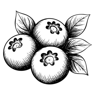Klasik stil yaban mersini el çizimi vektör çizimi botanik illüstrasyon organik gıda ambalajı ve doğal malzeme tasarım temaları için uygun