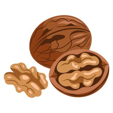 Ceviz ikonu vektör illüstrasyonunda tüm ceviz cevizi, ceviz ve ceviz çekirdeğinin besin maddeleri ve sağlıklı yaşam temaları için mükemmel bir şekilde izole edildiği beyaz zemin.