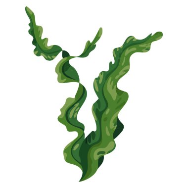 Su yosunu spirali sualtı vektör çizimi detaylı deniz yosunları bitki konseptini gösteriyor