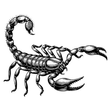 Siyah beyaz çizim tarzında ayrıntılı ve tehlikeli akrep çizimi böcek sembolü ve vahşi yaşam tasarımı için uygun.